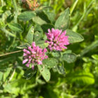 Red Clover Seed (Trifolium pratense)