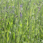 Plantain, Ribwort (Plantago lanceolata) Seeds