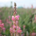 Sainfoin (Onobrychis vicifolia) Plant