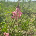 Sainfoin (Onobrychis vicifolia) Plant