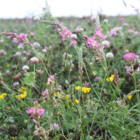 Sainfoin (Agricultural) (Onobrychis)