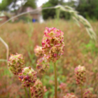 Burnet, Salad (Sanguisorba minor) Seeds