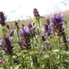 Self-heal (Prunella vulgaris) Seeds