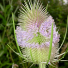 Teasel (Dipsacus fullonum) Plant