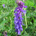 Vetch, Tufted (Vicia cracca) Seeds