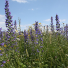 Viper's Bugloss (Echium vulgare) Plant