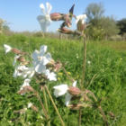 Campion, White (Silene alba) Seeds