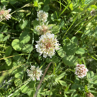 Clover, Wild White (Trifolium repens) Plant