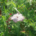 Carrot, Wild (Daucus carota) Plant