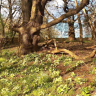 Primrose, Wild (Primula vulgaris) Plant