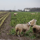 Winter Graze Forage Mixture