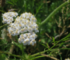 Yarrow (Achillea millefolium) Plant