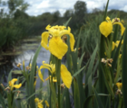 Iris, Yellow-Flag (Iris pseudacorus) Plant