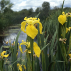 Iris, Yellow-Flag (Iris pseudacorus) Plant