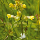 Yellow Rattle