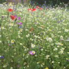 BSRE 100%: Restore & Enrich Wildflower Seeds