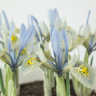 Katherine Hodgkin Iris Bulbs