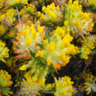 Vetch, Kidney (Anthyllis vulneraria) Seeds