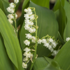 BS Lily of the Valley Bulbs (Convallaria majalis)