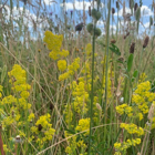 Bedstraw, Lady's (Galium verum) Plant