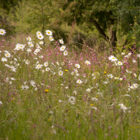 Landscape 34 Wildflower Turf