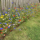 BS9P 100% Cornfield Annuals Wildflower Seeds