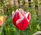 Leen Van Der Mark Tulip Bulbs