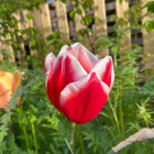 Leen Van Der Mark Tulip Bulbs