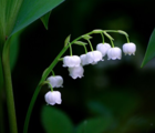 BS Lily of the Valley Bulbs (Convallaria majalis)