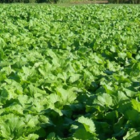 Skyfall (Hybrid Brassica), Stubble Turnip