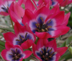 Little Beauty Tulip Bulbs
