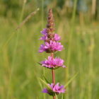 Loosestrife, Purple (Lythrum salicaria) Plant