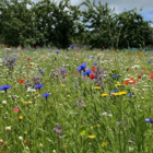 BSBP 100%: Bees and Butterfly Wildflower Seeds