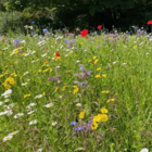 BSBM: Butterfly & Bee Wildflower Seeds