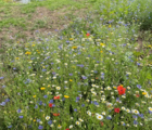 BSXM: Dual Purpose Wildflower Meadow Seeds