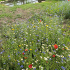 BSXM: Dual Purpose Wildflower Meadow Seeds