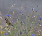 BS9M: Cornfield Annuals Wildflower Meadow Seeds