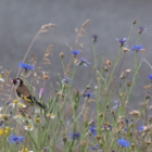 BS9M: Cornfield Annuals Wildflower Meadow Seeds