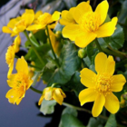 Marigold, Marsh (Caltha palustris) Plant