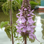Woundwort, Marsh (Stachys palustris) Plant