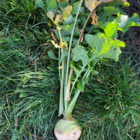 Massif, Stubble Turnip