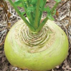 Massif, Stubble Turnip