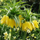 Maxima Lutea Imperialis Fritillaria Bulbs