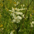 Meadowsweet (Filipendula ulmaria) Plant