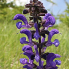 Clary, Meadow (Salvia pratensis) Plant