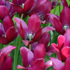 Merlot Tulip Bulbs