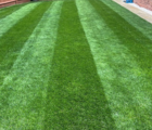 BS Slow Release Lawn Fertiliser 20.6.8 (6 month)