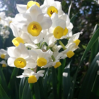 Minnow Narcissi Bulbs