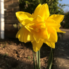 Mixed Double Narcissi