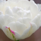 Mondial Tulip Bulbs